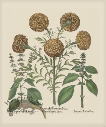 Besler 306 Colored  B2